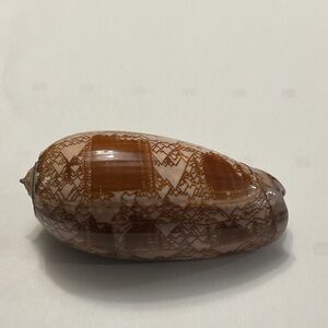 Decorative Brown and Cream Shell Accent